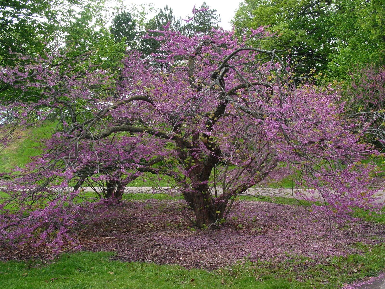 Redbud, Hearts Desire