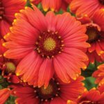 Gaillardia, Heat it Up Scarlet