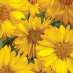 Gaillardia, Heat it Up Yellow