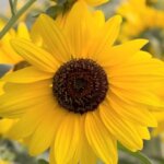 Helianthus, Sunfinity Sunflower