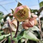 Lenten Rose, Ice N' Roses Bianco