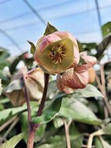Lenten Rose, Ice N’ Roses Bianco