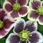 Lenten Rose, Painted Doubles