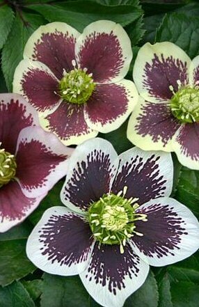 Lenten Rose, Painted Doubles