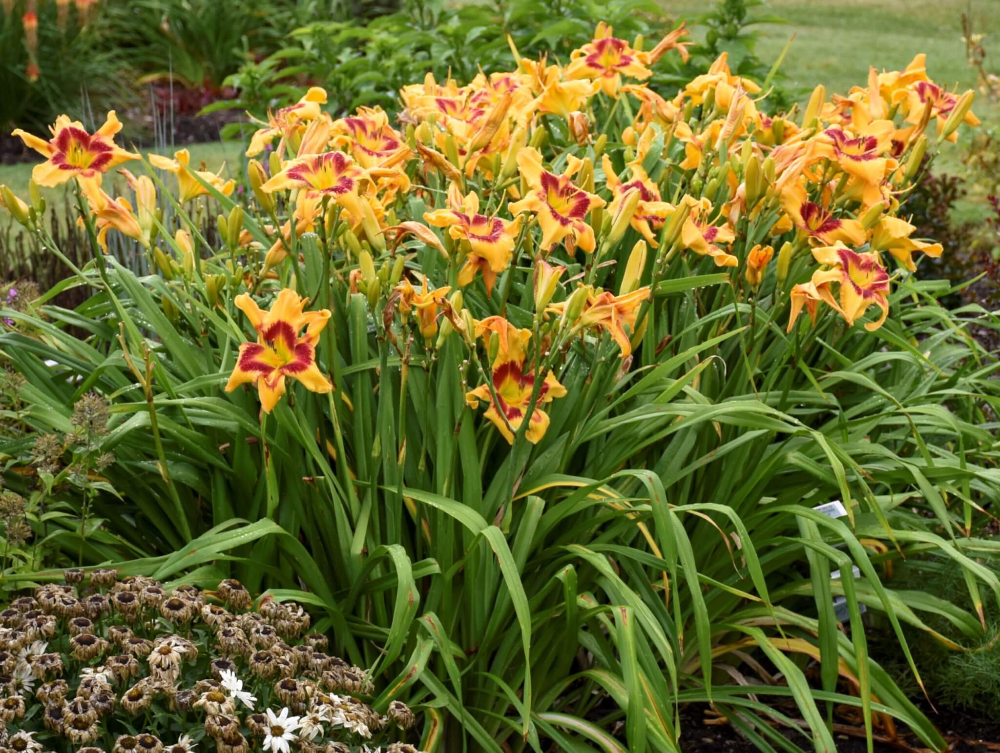 Daylily, Tiger Swirl