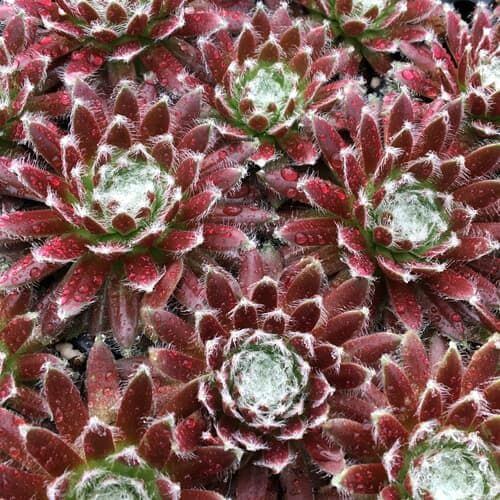 Hen & Chicks, Cosmic Candy