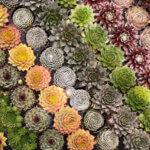 Hen & Chicks, Giant Collection A