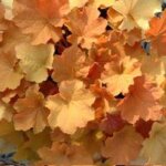 Coralbells, Caramel