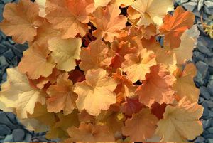 Coralbells, Caramel