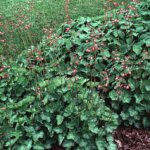 Alumroot, Prairie