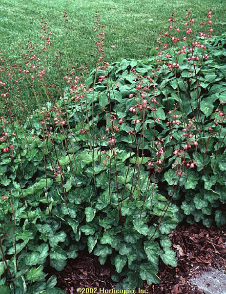 Alumroot, Prairie