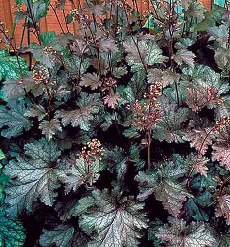 Coralbells, Stormy Seas