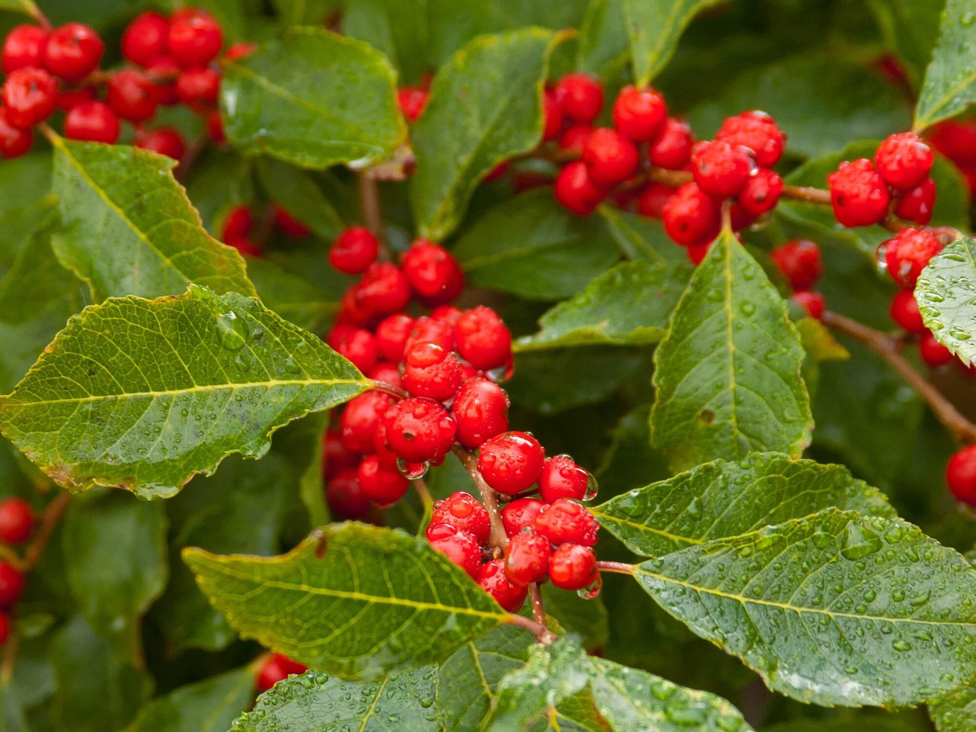 Holly, Winterberry Wildfire