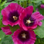Hollyhock, Halo Cerise