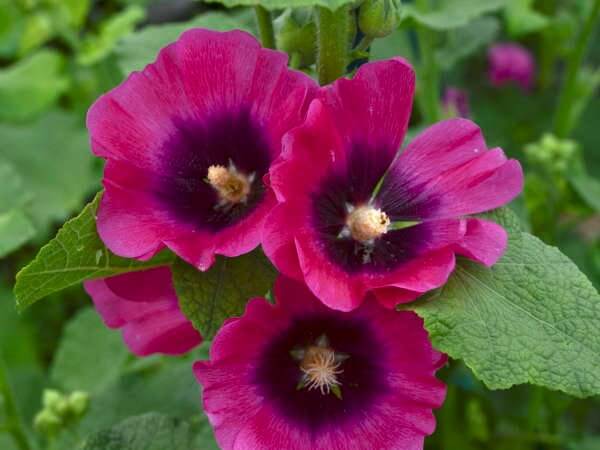 Hollyhock, Halo Cerise