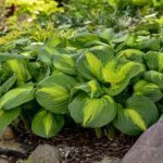 Hosta, Cathedral Windows
