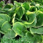 Hosta, Christmas Tree