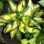 Hosta, Forbidden Fruit