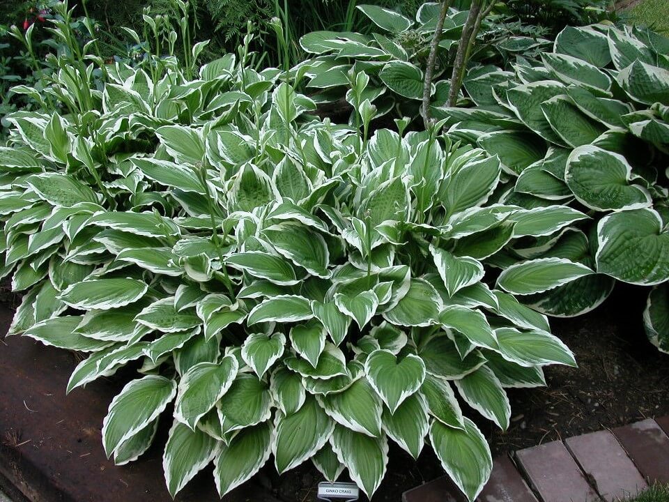 Hosta, Ginko Craig