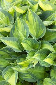 Hosta, June