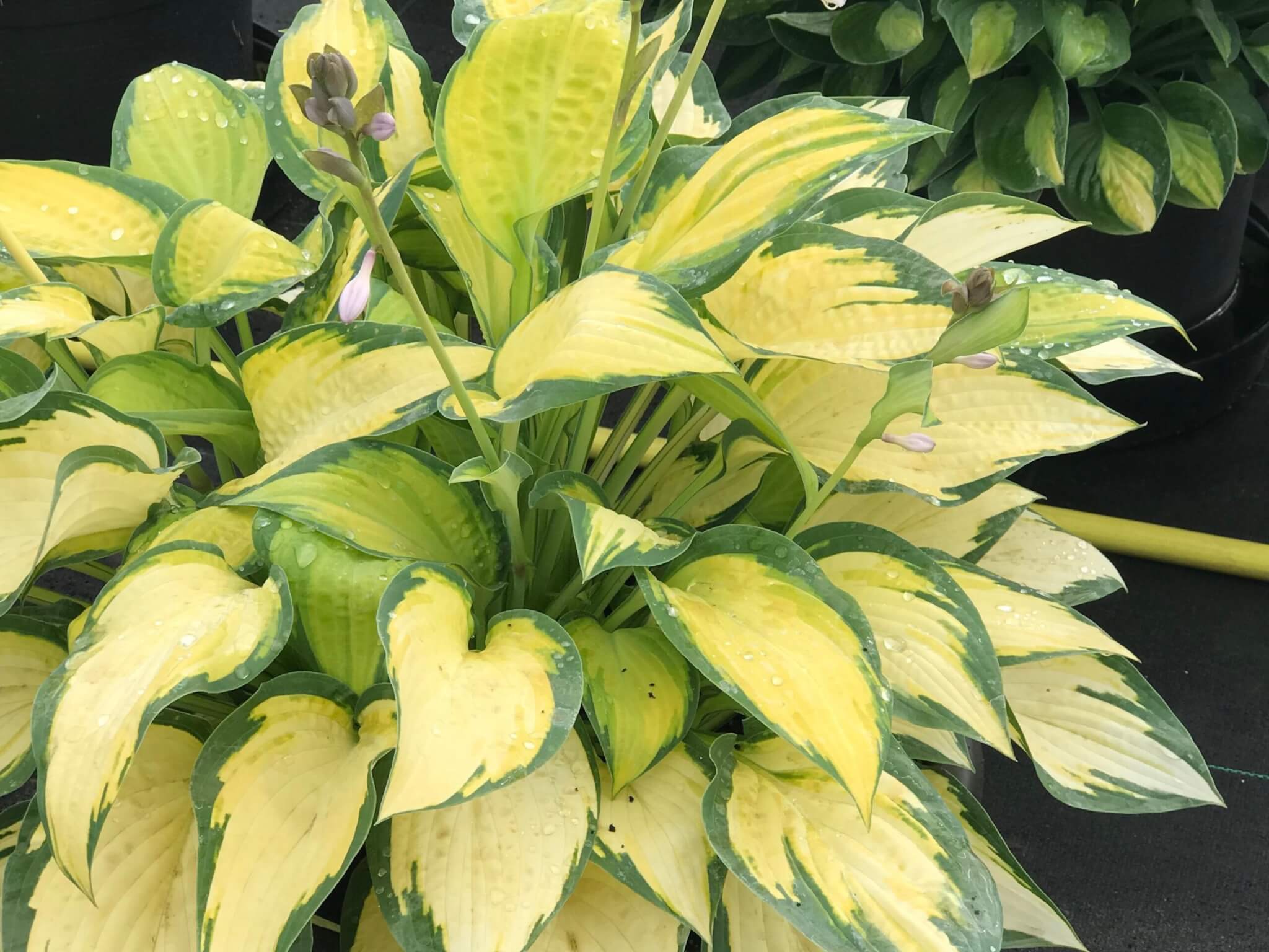 Hosta, Orange Marmalade
