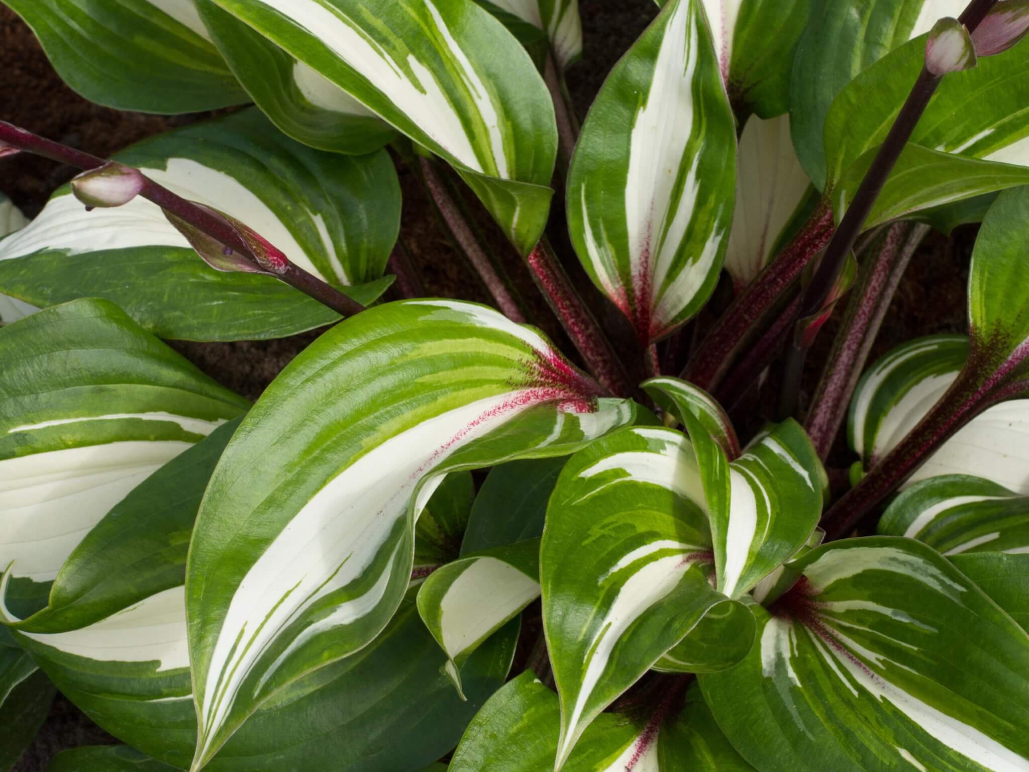 Hosta, Raspberry Sundae