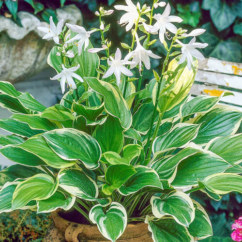 Hosta, So Sweet