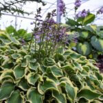 Hosta, Wrinkle in Time
