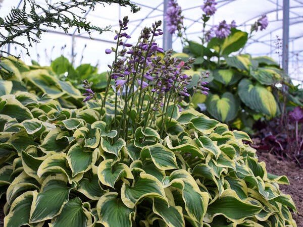 Hosta, Wrinkle in Time