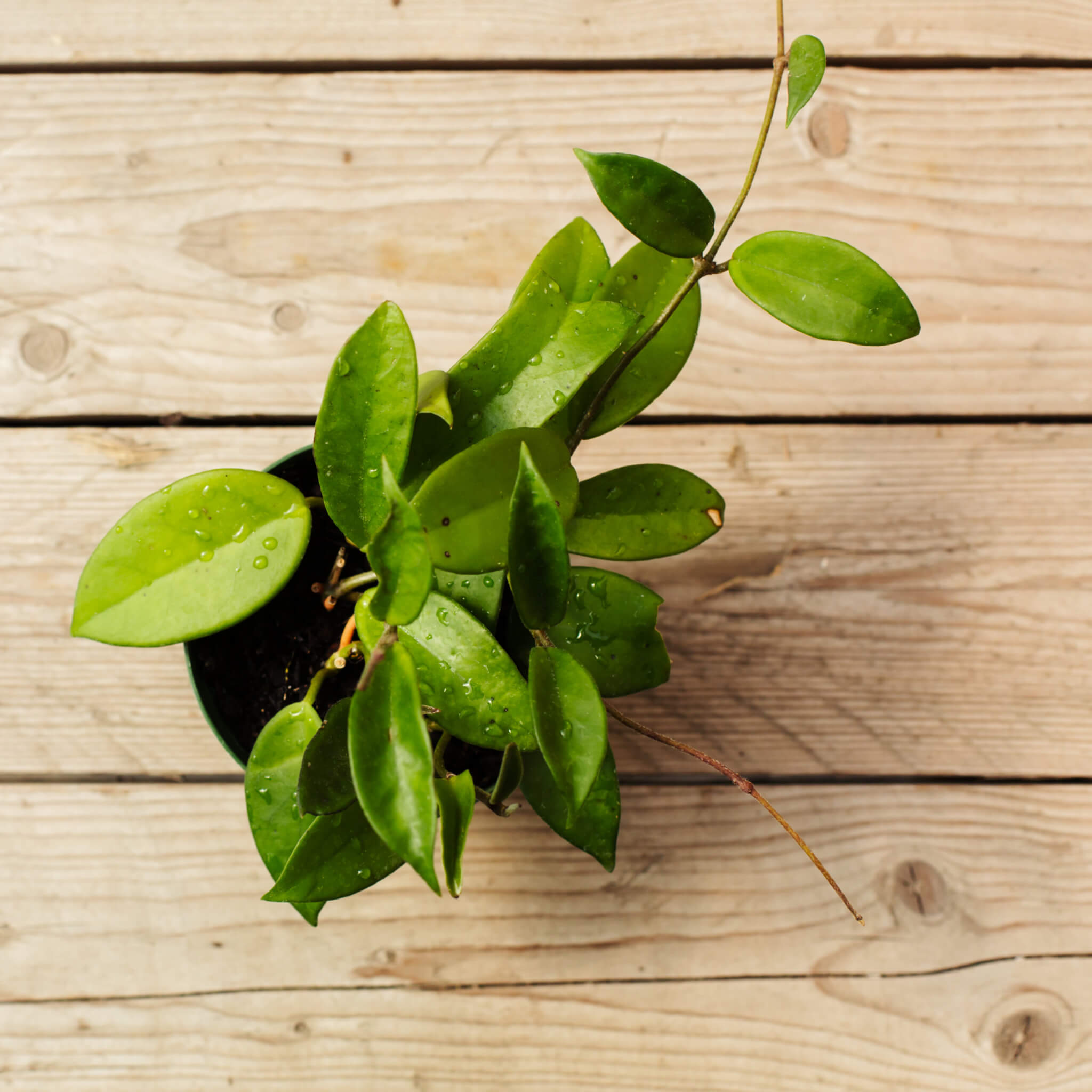 Hoya, Wax Plant