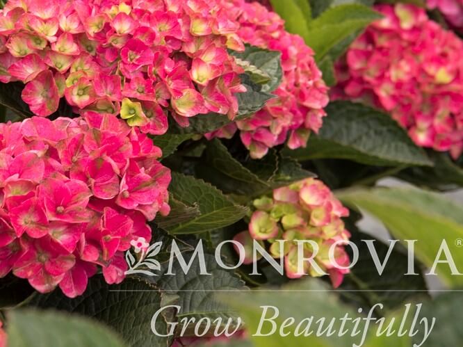 Hydrangea, Bigleaf Martha's Vineyard