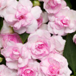 Impatiens, Fiesta Appleblossom