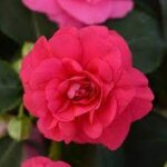 Impatiens, Fiesta Bonita Rose