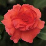 Impatiens, Fiesta Bonita Salmon