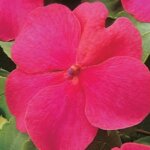 Impatiens, Super Elfin Lipstick