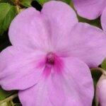Impatiens, Super Elfin XP Blue Pearl