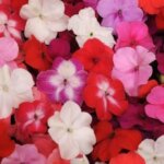 Impatiens, Super Elfin XP Formula Mix