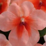 Impatiens, Super Elfin XP Salmon Splash