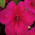 Impatiens, Super Elfin XP Violet
