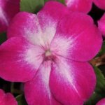 Impatiens, Super Elfin XP Violet Starburst