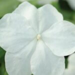 Impatiens, Super Elfin XP White