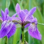 Iris, Northern Blue Flag Iris