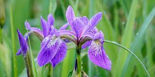 Iris, Northern Blue Flag Iris