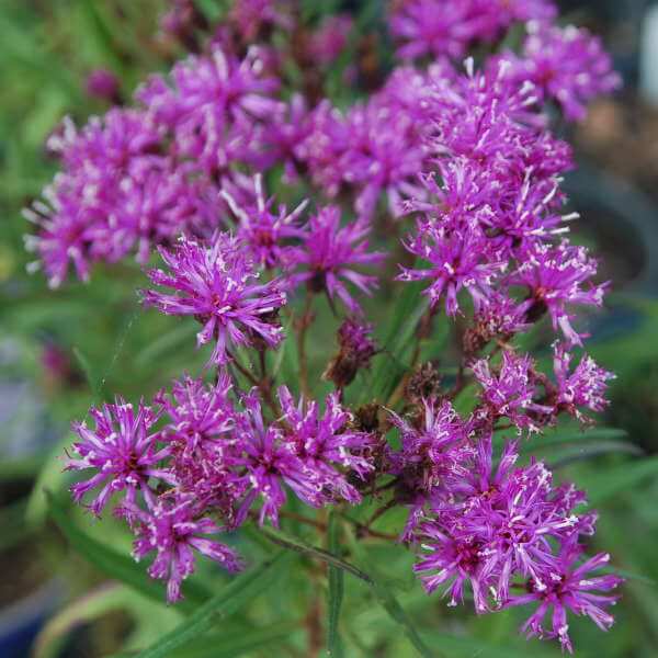 Vernonia, Summer's End