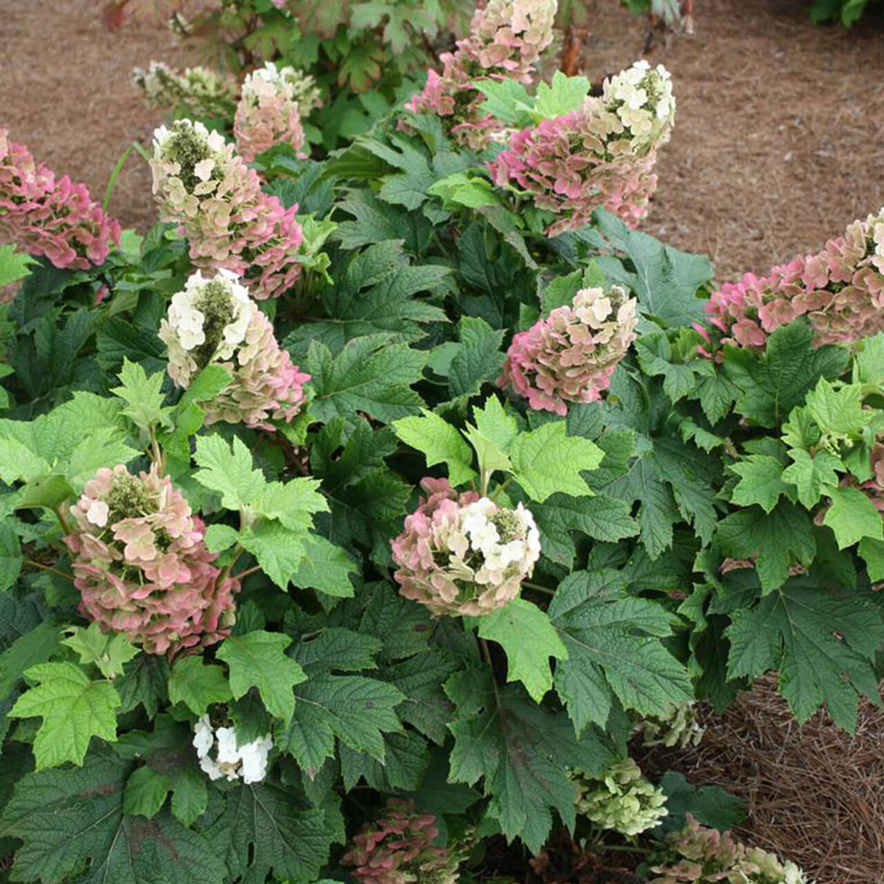 Hydrangea, Oakleaf Jetstream