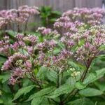 Joe-Pye Weed