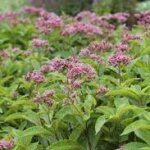 Joe Pye Weed, Phantom