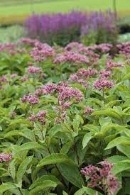 Joe Pye Weed, Phantom