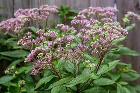 Joe-Pye Weed