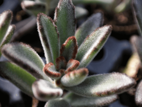 Kalanchoe, Chocolate Soldier